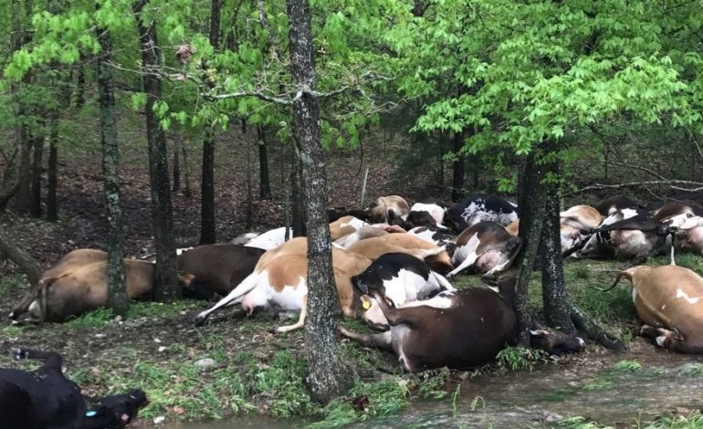 Thunder Kills 23 Cows in Ekiti